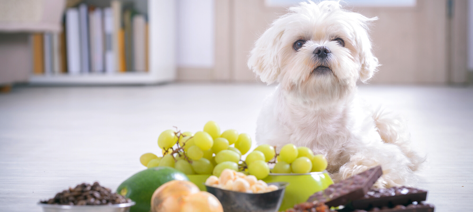 Ein großer Überblick über gefährliche Lebensmittel für Hunde